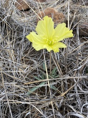 Oenothera brachycarpa