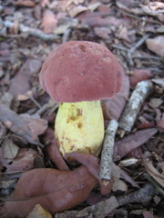 Pulchroboletus rubricitrinus image