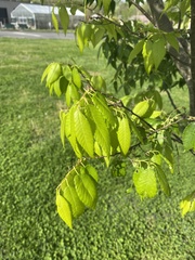 Zelkova