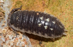 Porcellio ornatus