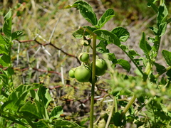 Solanum kurtzianum