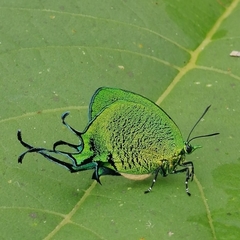 Arcas imperialis