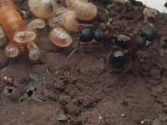 Myrmecina