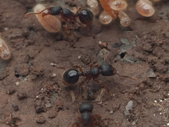 Myrmecina