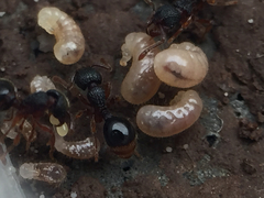Myrmecina