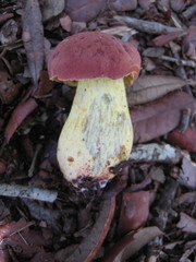 Pulchroboletus rubricitrinus image