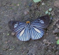 Pythonides lancea