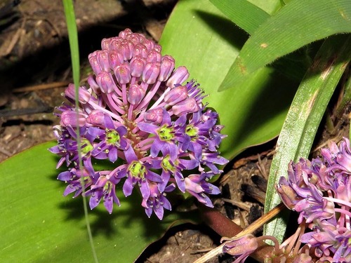 Ledebouria ovatifolia image