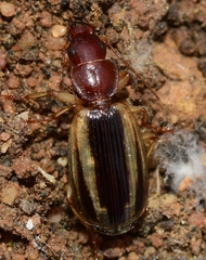 Cymindis lineola