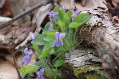 Viola collina