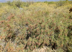 Acanthostyles buniifolius