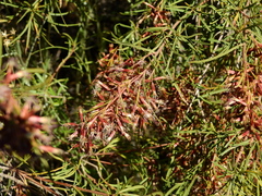 Acanthostyles buniifolius
