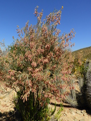 Adesmia confusa