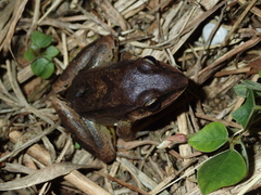 Leptodactylus mystaceus