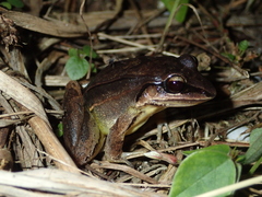Leptodactylus mystaceus