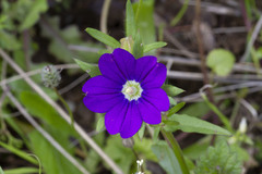 Legousia
