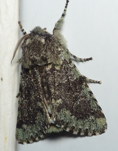Major Sallow photo 3