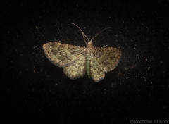 Chloroclystis mniochroa