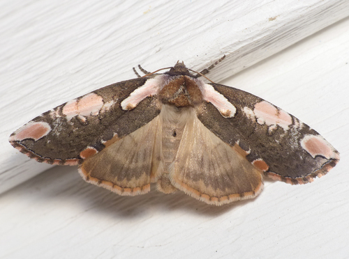 Dogwood Thyatirid Moth photo 2
