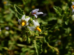 Solanum tweedianum