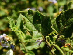 Solanum tweedianum