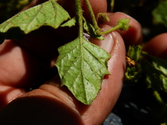 Solanum tweedianum