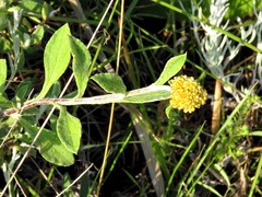 Helichrysum odoratissimum
