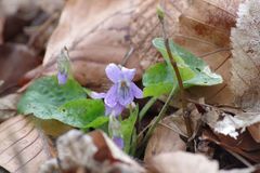 Viola collina