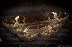 Erebus terminitincta