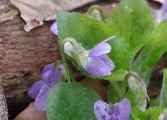 Viola collina