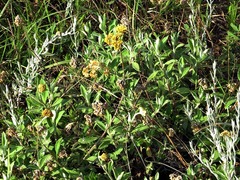 Helichrysum odoratissimum