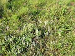 Helichrysum odoratissimum