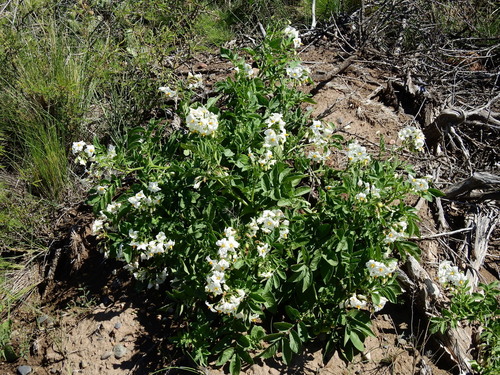 Solanum kurtzianum
