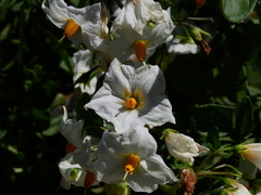 Solanum kurtzianum