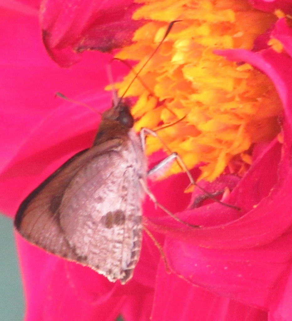 Psoralis