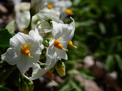 Solanum kurtzianum