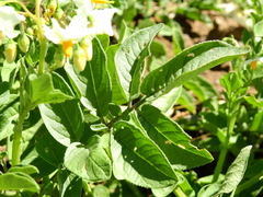 Solanum kurtzianum