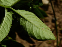 Solanum kurtzianum