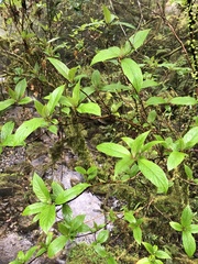 Hydrangea longifolia