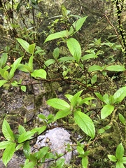 Hydrangea longifolia