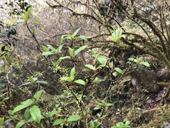 Hydrangea longifolia