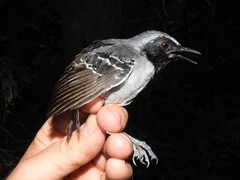 Myrmoborus myotherinus