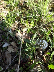 Noccaea caerulescens