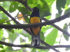 Trogon ramonianus