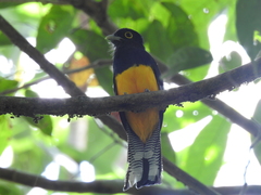 Trogon ramonianus