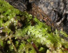 Ceramanus clatritexta