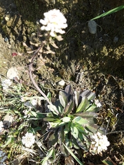 Noccaea caerulescens