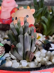 Haworthia cooperi