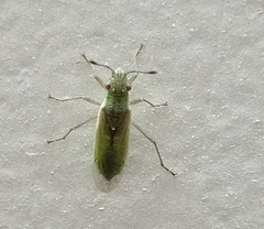 Agraphopus lethierryi