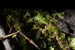 Ceramanus clatritexta